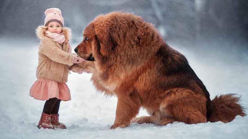 ماستیف تبتی (Tibetan Mastiff)